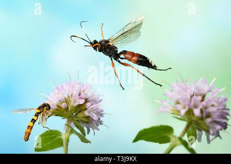 Slip wasp (Ichneumon sramentarius) in flight on the flower of a Water mint (Mentha aquatica) on which a Long hoverfly (Sphaerophoria scripta) is Stock Photo
