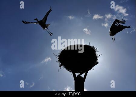 White stork couple (Ciconia ciconia) leave the nest, silhouettes against blue sky, Kuhlrade, Mecklenburg-Western Pomerania, Germany Stock Photo