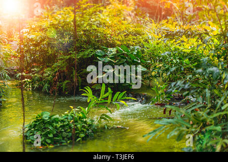 green deep jungle forest with water fall river sunny day Stock Photo