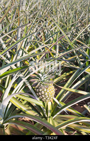Pineapple, Ananas comosus, from Prachuap Khiri Khan province, Thailand Stock Photo