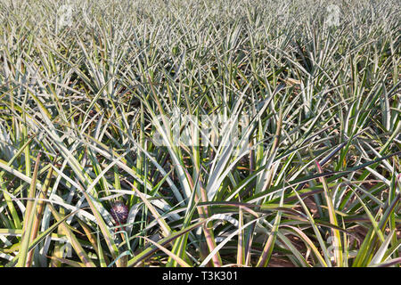 Pineapple plantation from Prachuap Khiri Khan province, Thailand Stock Photo