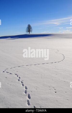 Footprints in the snow, lonely Linde, snowy meadow, Upper Swabia, Baden-WÃ¼rteemberg, Germany, Europe Stock Photo