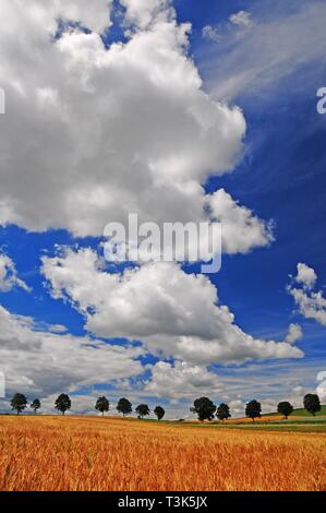 Summery cloudy sky, fields, Unterallgau near Kirchheim, Swabia, Bavaria, Germany, Europe Stock Photo