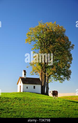 Cow on a pasture, in the background a field chapel, Pfaffenwinkel, Swabia, Bavaria, Germany, Europe Stock Photo