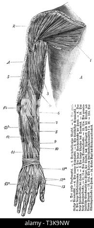 Muscles of the forearm and hand. Black, white and red chalk drawing, by ...