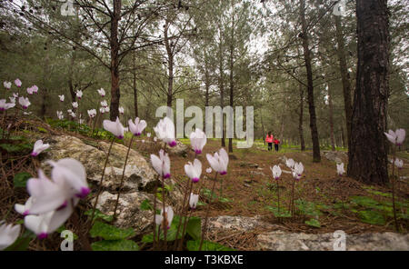 Flowering Persian Violets (Cyclamen persicum). Photographed in Manashe Forest, Israel in March. Out of focus children hiking in background Stock Photo