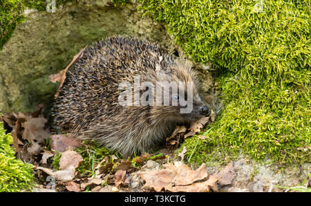 Hedgehog, (Scientific name: Erinaceus Europaeus) wild, native,European hedgehog in natural habitat, emerging from hibernation in Spring time.Landscape Stock Photo