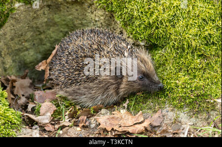 Hedgehog, (Scientific name: Erinaceus Europaeus) wild, native,European hedgehog in natural habitat, emerging from hibernation in Spring time.Landscape Stock Photo