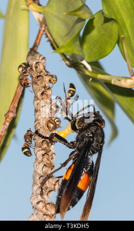 A paper wasp bravely trying to stop a banded hornet from devouring more of its pupae during an attack but it was in vain. Stock Photo