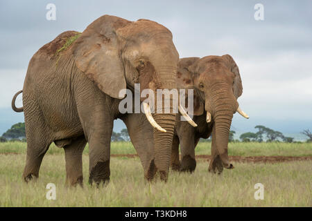 Two African elephant (Loxodonta africana) bull walking together on savanna, Amboseli national park, Kenya. Stock Photo