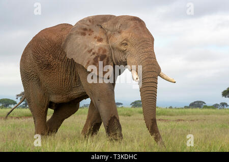 African elephant (Loxodonta africana) bull walking on savanna, Amboseli national park, Kenya. Stock Photo