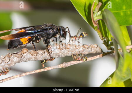 A paper wasp trying in vain to stop a banded hornet from devouring more of its pupae during an attack Stock Photo