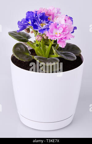 Close up of beautiful duocolor hybrid pink and blue saintpaulia (African violets)  flower  with wavy  edge in the pot. Stock Photo
