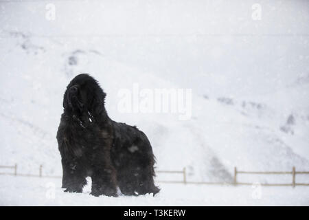 Newfoundland Dog standing in the snow Stock Photo