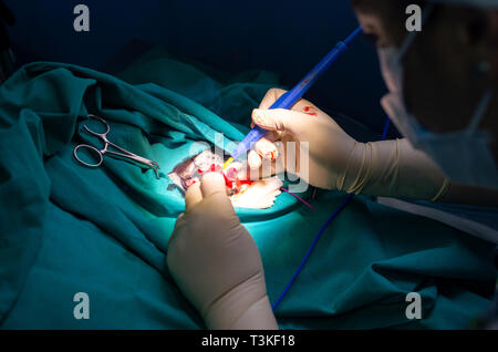 Extirpation of an oral tumor in a dog Stock Photo