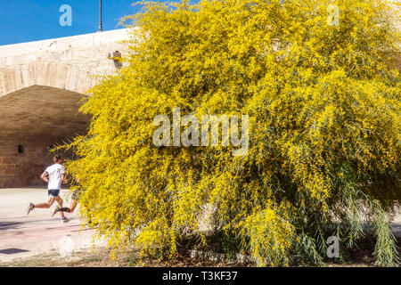 People jogging, flowering acacia, Turia Gardens Valencia Spain jogging Europe spring Spain park at Pont de la Trinitat Stock Photo