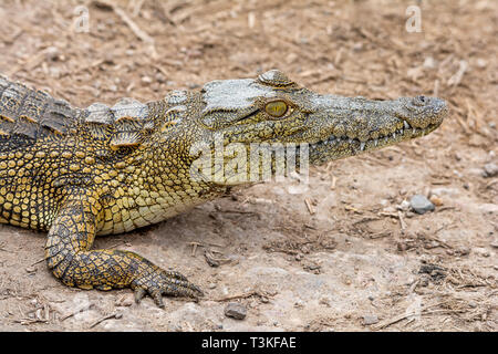 A juvenile Nile Crocodile resting on a riverbank in Southern African savanna Stock Photo