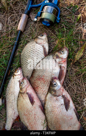 Catching freshwater fish and fishing rods with fishing reels on green grass. Several bream fish, crucian fish or carassius, roach fish on natural back Stock Photo