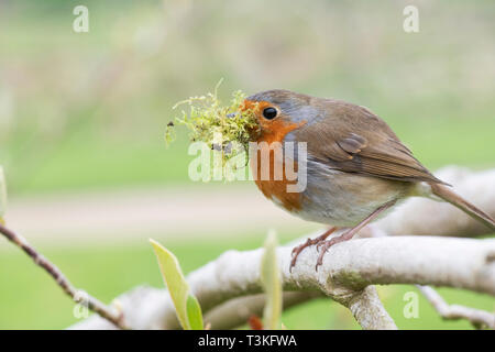 Erithacus Rubecula. Robin with nesting material in his beak in an English Garden