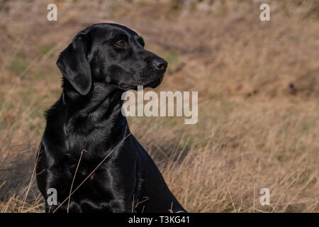 Labrador Gundogs Stock Photo
