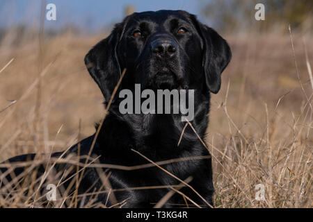 Labrador Gundogs Stock Photo