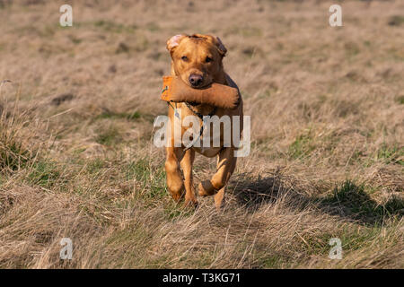 Labrador Gundogs Stock Photo