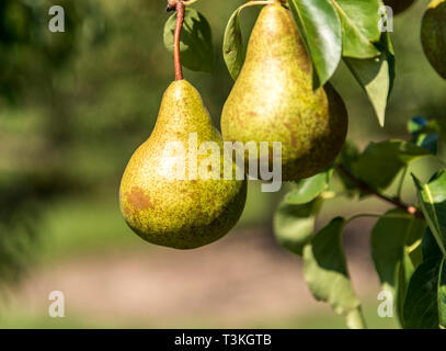 Two green pears hanging on a tree ready for harvest.