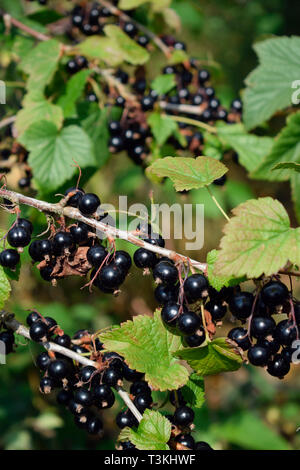 Blackcurrants on bush Stock Photo