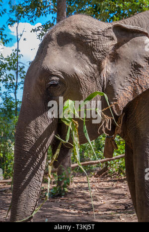 Adult elephant eating plants Stock Photo