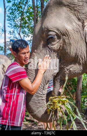 Chiang Mai, Thailand - Nov 2015: Carrer hugging elephant in elephant sanctuary, Thailand Stock Photo