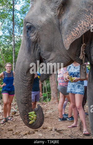 Chiang Mai, Thailand - Nov 2015: Group of women feeding elephant with bananas in elephant sanctuary, Thailand Stock Photo