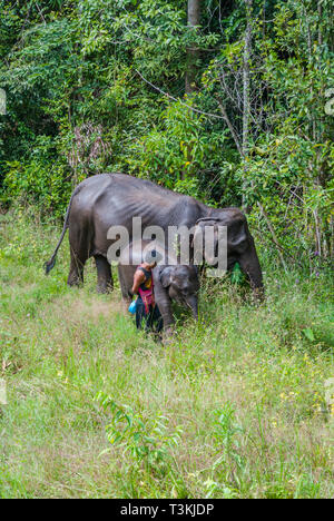 Chiang Mai, Thailand - Nov 2015: Female elephant and its baby walking in the grass with their guide Stock Photo