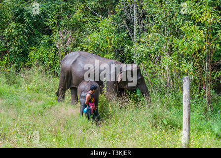 Chiang Mai, Thailand - Nov 2015: Female elephant and its baby walking in the grass with their guide Stock Photo