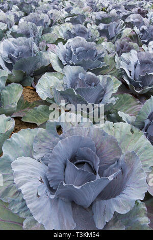 Red cabbage / purple cabbages (Brassica oleracea convar. capitata var. rubra) crop on field Stock Photo