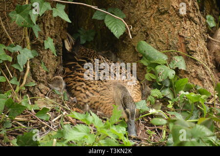 Wild female mallard duck sitting on eggs at the base of a tree in Waterworks valley. Jersey CI.Safe because there are no major predators on the island. Stock Photo
