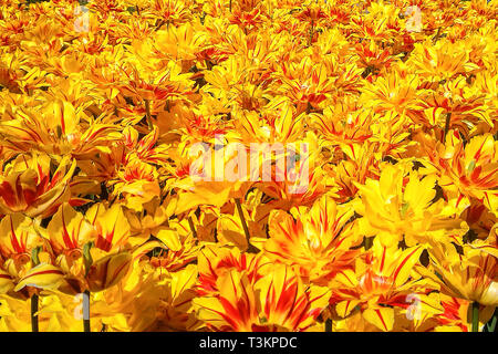 Yellow decorative tulips flowers garden meadow. Bright color petals with red stains blooming in spring and summer time Stock Photo