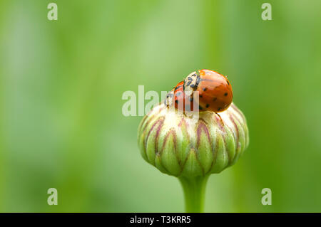 Two mating Asian Lady Beetles (Coccinellidae) on a Shasta Daisy bud (Leucanthemum x superbum) Stock Photo