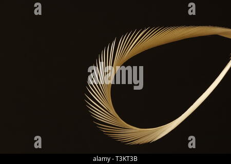 image showing close up detail of a white feather that has been twisted to produce smooth curves Stock Photo
