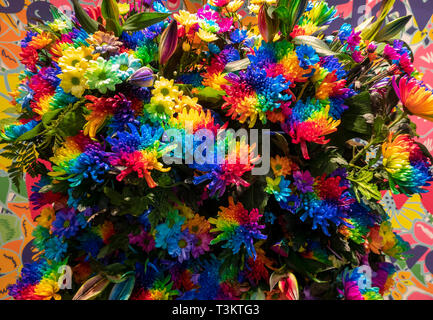 Artificially colored Rainbow Chrysanthemums; Rainbow Flowers or Happy Flowers. Stock Photo