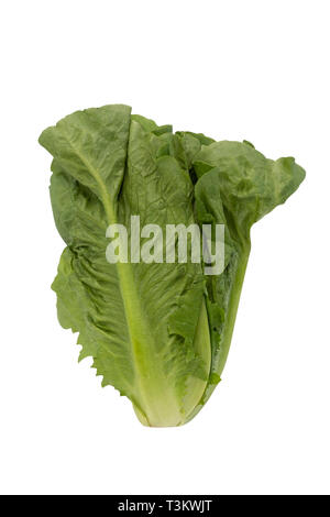 Lettuce isolated on a white background with clipping path. Stock Photo