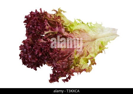 Whole fresh Oak Leaf lettuce isolated on white background Stock Photo
