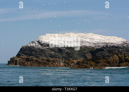 Large Gannet colony on the small island of Grassholm Pembrokeshire Stock Photo