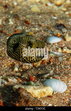 Baby Starry Puffer (Arothron stellatus). Taken at Sharks Bay in Egypt. Stock Photo