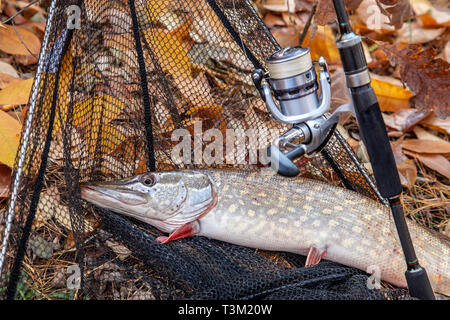 Fishing concept, trophy catch - big freshwater pike fish know as Esox Lucius just taken from the water and fishing rod with reel. Freshwater Northern  Stock Photo
