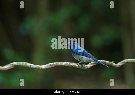 Hainan blue flycatcher (Cyornis hainanus) perching on the branch in nature Thailand Stock Photo