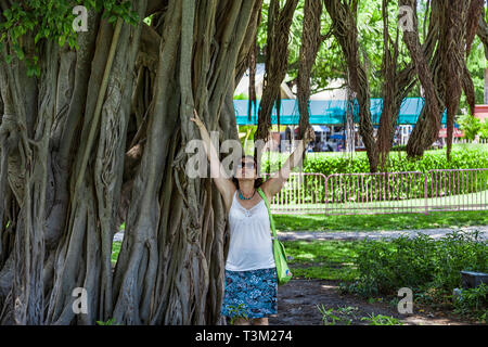 Woman at a giant tree in downtown Miami Stock Photo