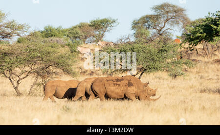 A group of White Rhino in Southern African savanna Stock Photo