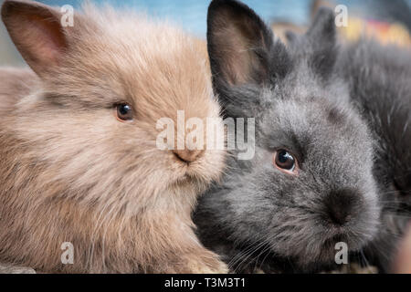 Closeup portrait of two young cuddling rabbits on a sunny day in spring Stock Photo