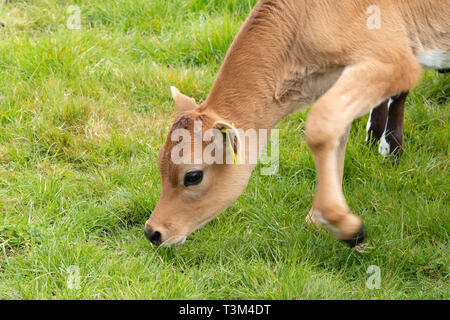 Young Jersey calf, cow, cattle, breed, in a field in West Sussex, UK Stock Photo