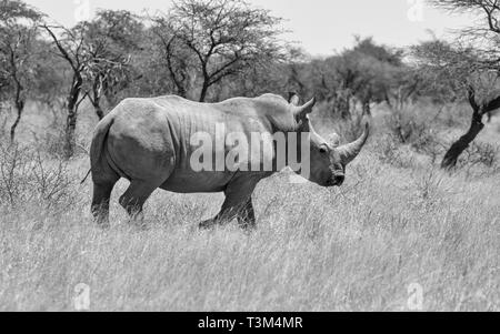 An adult White Rhino in Southern African savanna Stock Photo